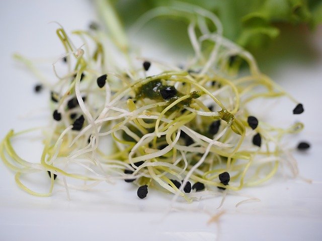 Biomisky